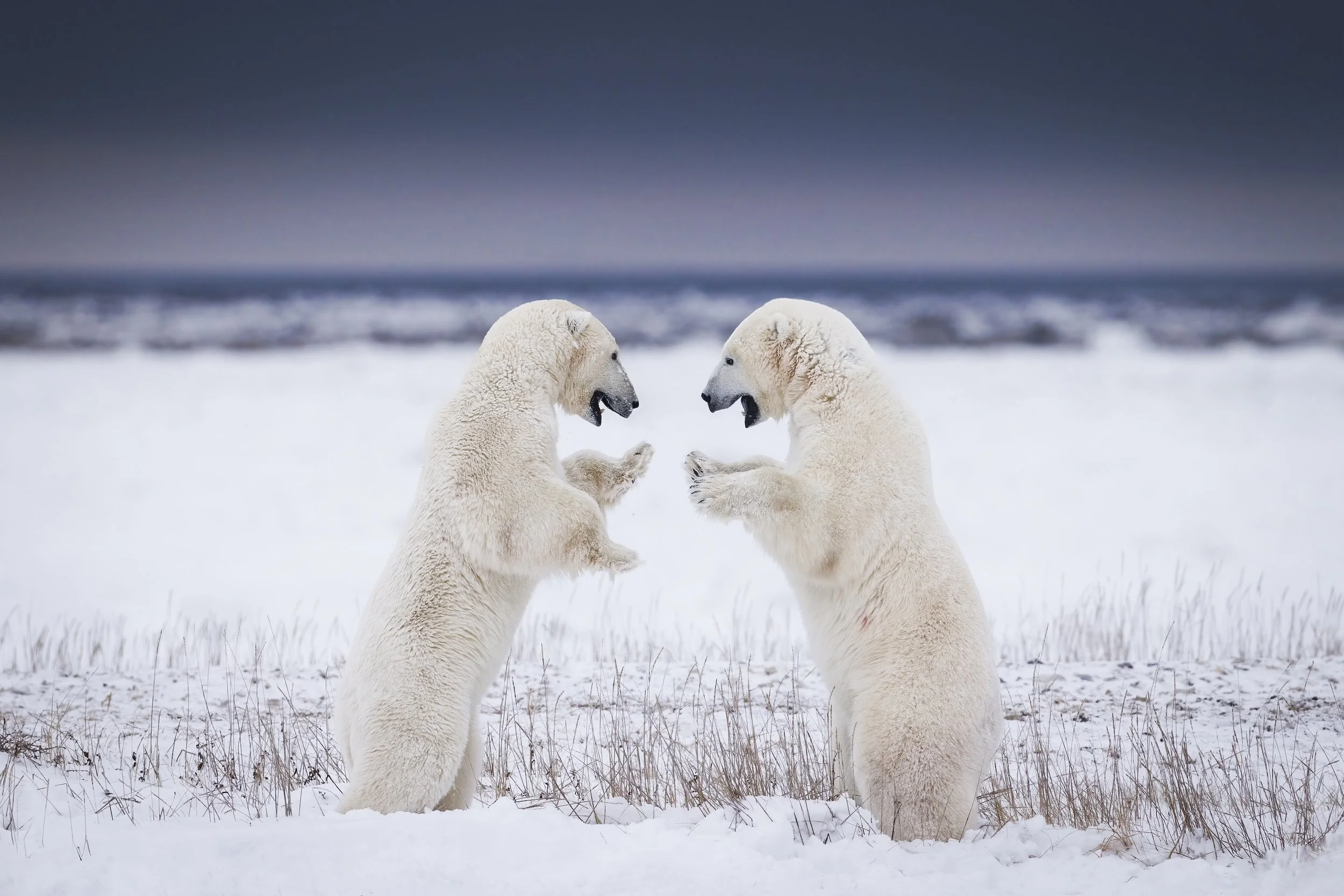 Premium Polar Bear Photo Experience in Churchill, Canada, with